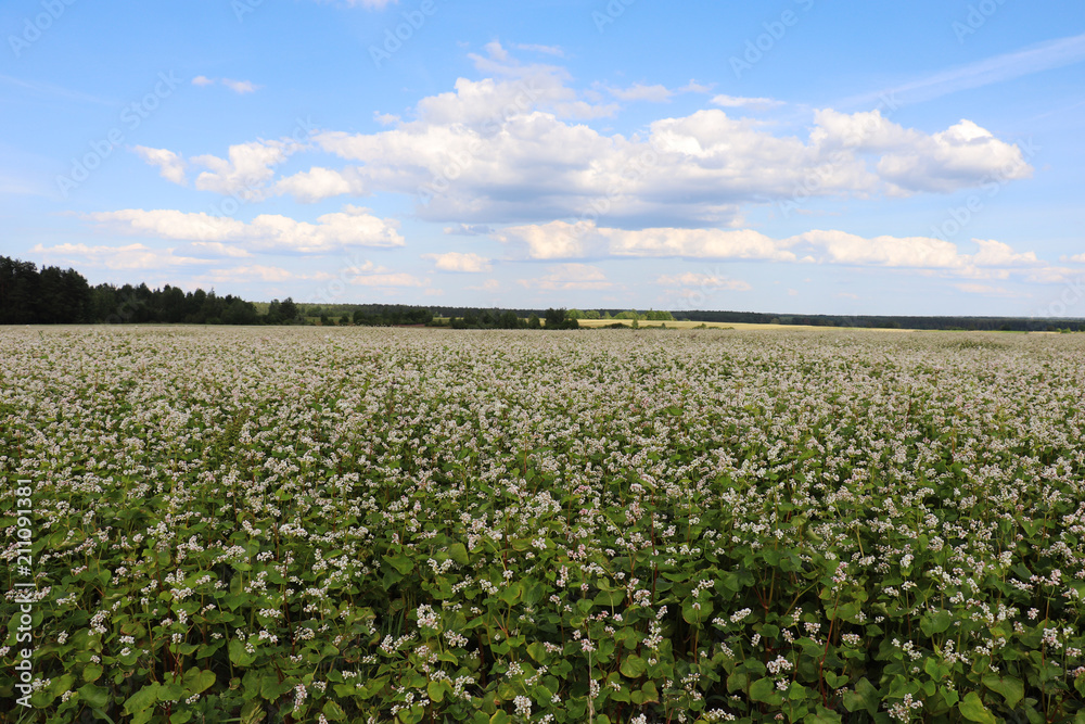 , landscape, agriculture, green, grass, blue, nature