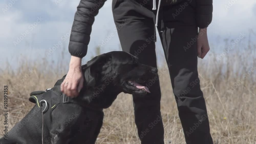 girl strokes the pet on the head and pats her chest. black dog labrador retriever with owner girl strokes the pet on the head and pats her chest. black dog labrador retriever with owner