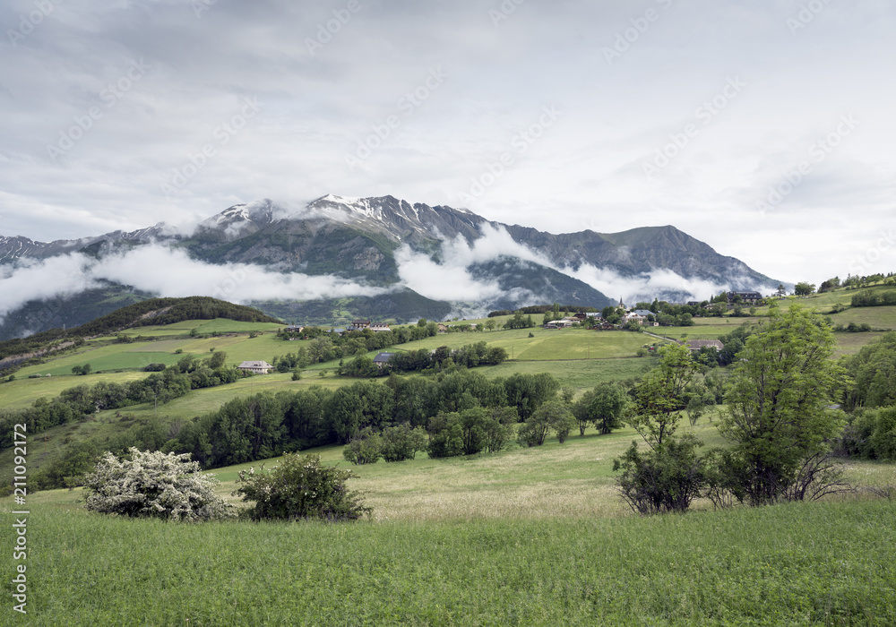 summer flowers and snow capped mountains near barcelonnette in haute provence