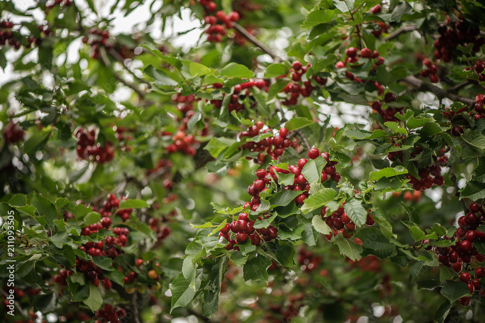 close up of organic red cherry fruit on a tree 