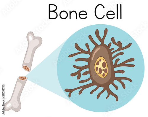 Bone Cell on White Background