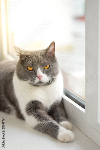 Fluffy grey cat lying on the windowsill