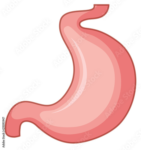 A Human Stomach on White Background