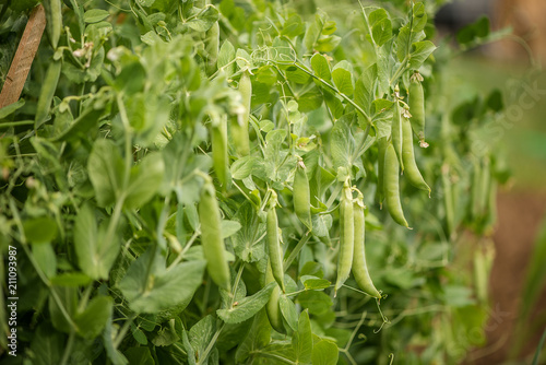 fresh organic peas grown 