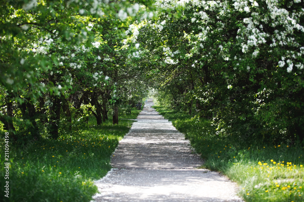 Road with blooming trees in spring garden