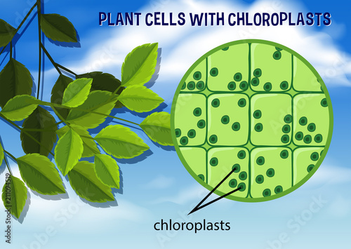 Plant Cells with Chloroplasts