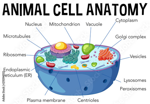 Animal cell anatomy diagram