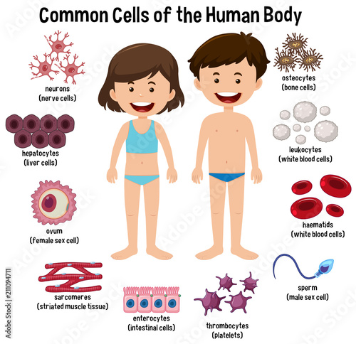 Common cells of the human body