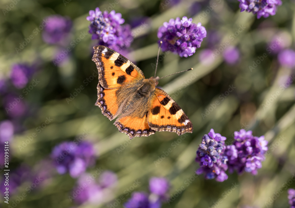 Fototapeta premium Colorful Butterfly on the blooming lavender flowers