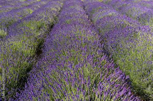  the blooming lavender flowers in Provence  near Sault  France