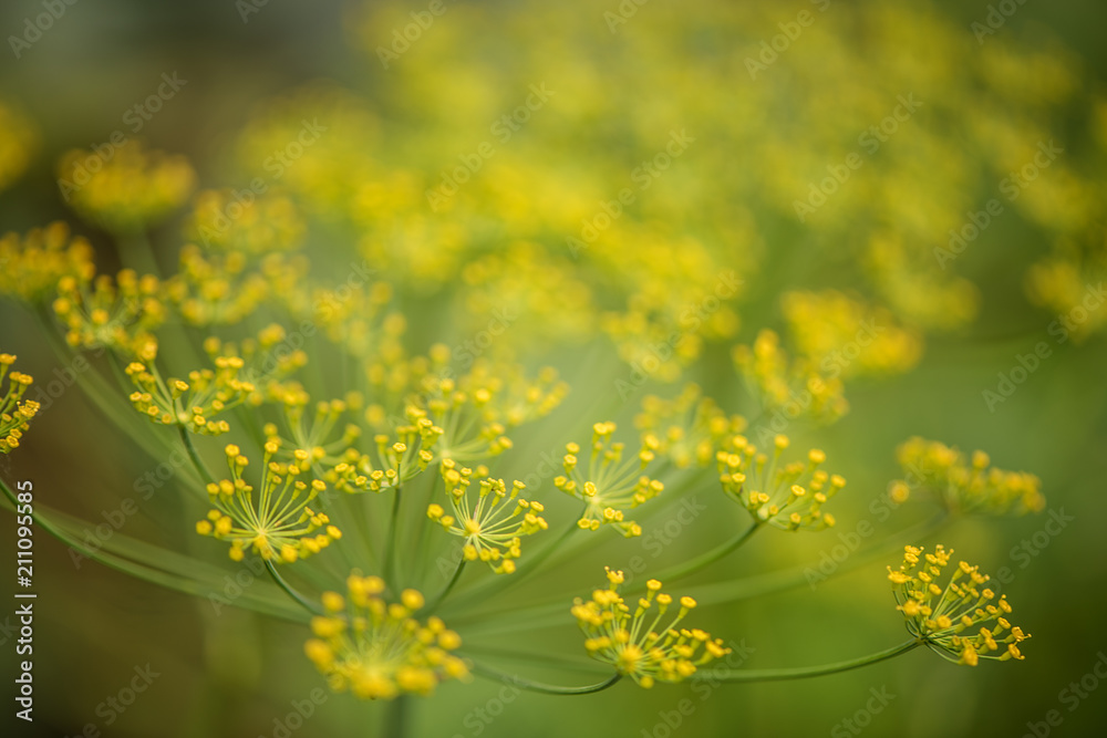 Obraz premium fresh organic dill with green blurred background 