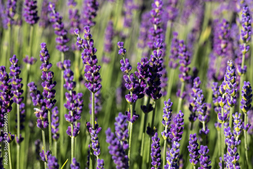  the blooming lavender flowers in Provence  near Sault  France