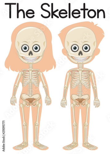 The skeleton on boy and girl