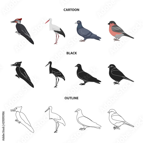 Woodpecker, stork and others. Birds set collection icons in cartoon,black,outline style vector symbol stock illustration web.