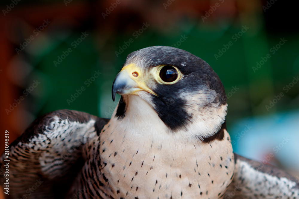 Fototapeta premium Portrait of a hawk