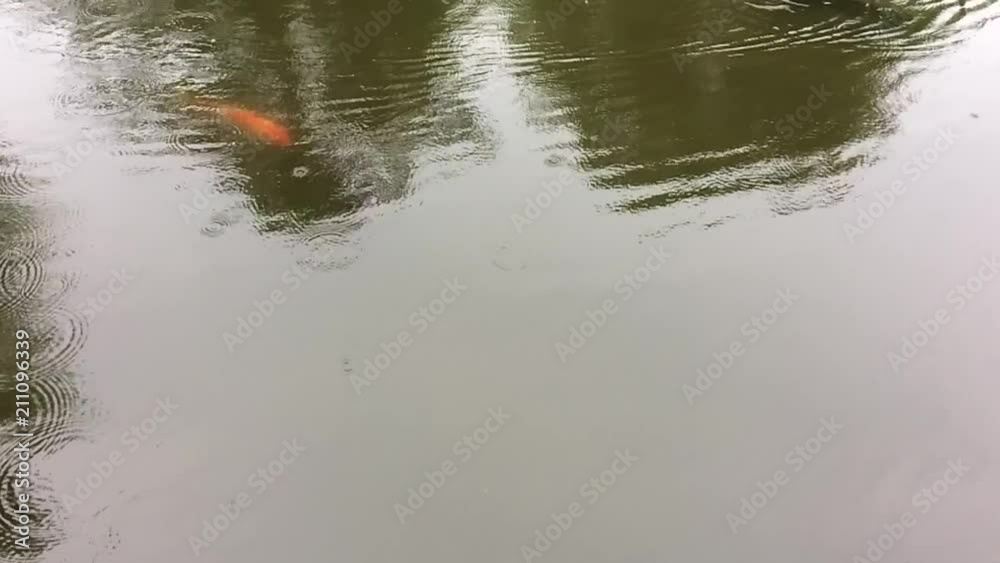 鯉 鯉