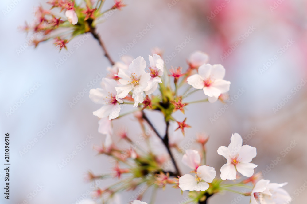 Cherry blossoms bloom during the day