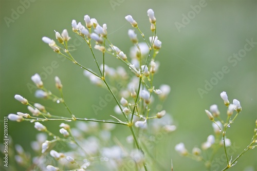 Flowers and buds of Asperula tinctoria or dyer's woodruff on green natural background