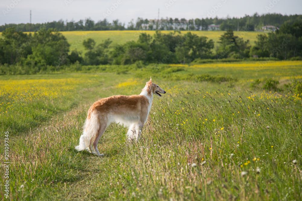Portrait of gorgeous dog breed russian borzoi standing in the green grass and yellow buttercup field in summer Portrait of gorgeous dog breed russian borzoi standing in the green grass and yellow buttercup field in summer