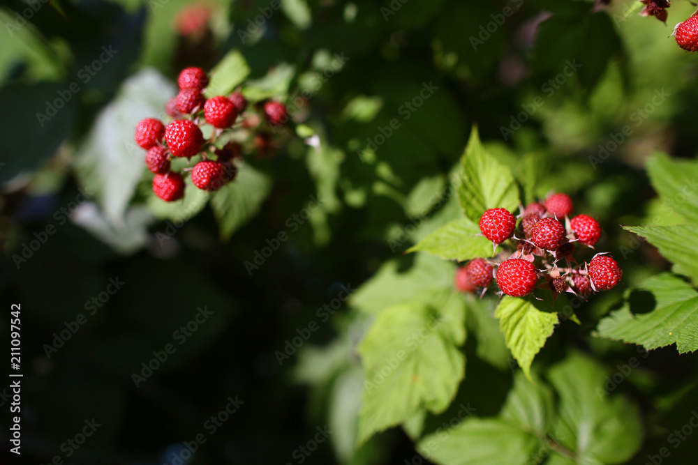 Closeup Raspberries. Growing Organic Berries. Ripe raspberry in the fruit garden. Shallow depth of field. Copyspace. Closeup Raspberries. Growing Organic Berries. Ripe raspberry in the fruit garden. Shallow depth of field. Copyspace.