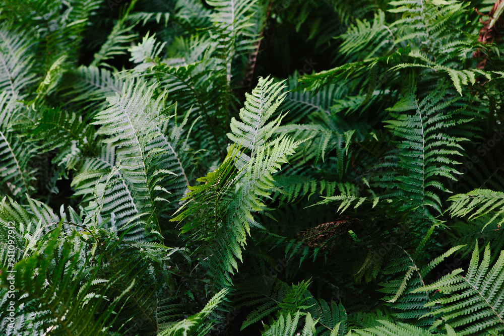 Beautiful green nature, fern leaves in the forest. Background Beautiful green nature, fern leaves in the forest. Background