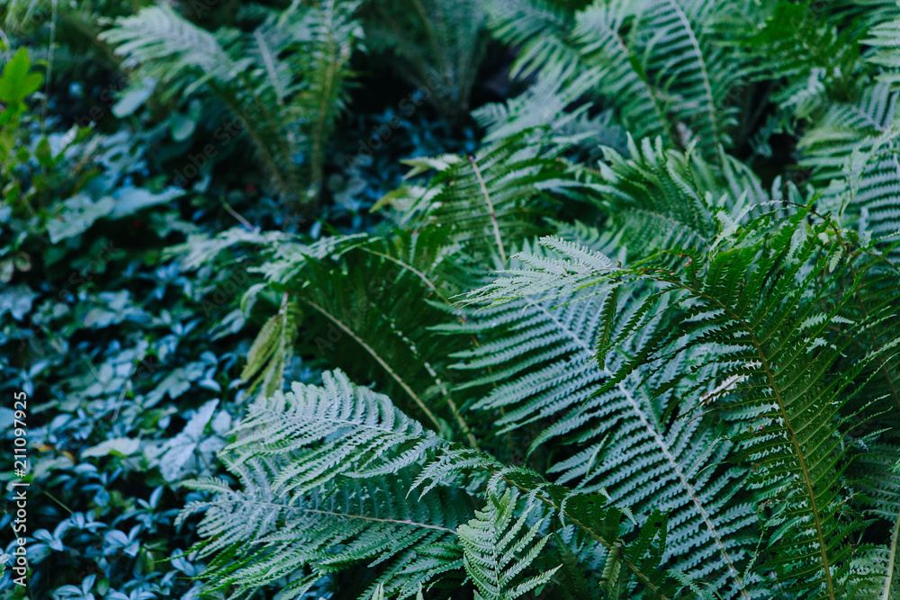 Beautiful green nature, fern leaves in the forest. Background Beautiful green nature, fern leaves in the forest. Background