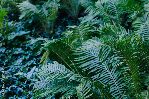 Beautiful green nature, fern leaves in the forest. Background © alexbutko_com