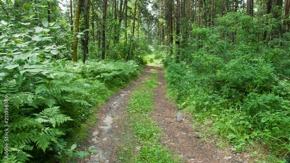 path in the forest path in the forest