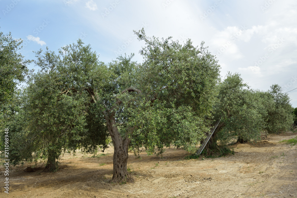 Olive trees in Italy, harvesting time. Olive trees garden, mediterranean olive field ready for harvest. Olive grove. Raw ripe fresh olives.