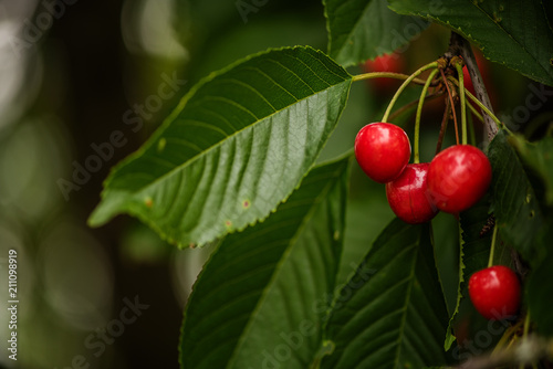 close up of  organic red ripe cherries on a tree 