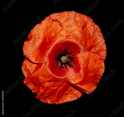 Red Poppies on A Black Background
