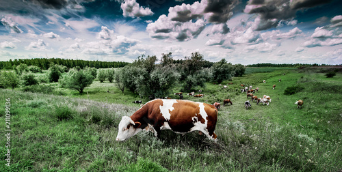Rural landscape with herds of livestock