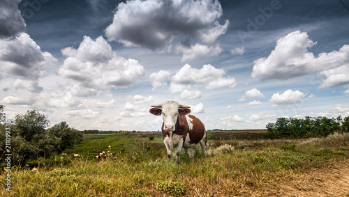 Rural landscape with herds of livestock