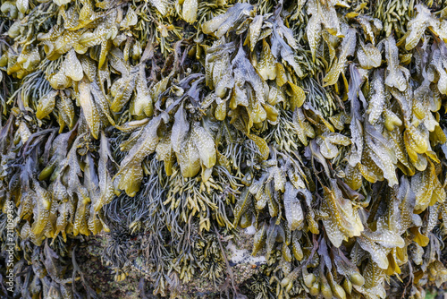 Detail and closeup of beautiful ocean seaweed photo