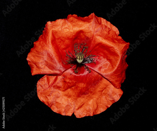 Fototapeta Naklejka Na Ścianę i Meble -  Red Poppies on A Black Background