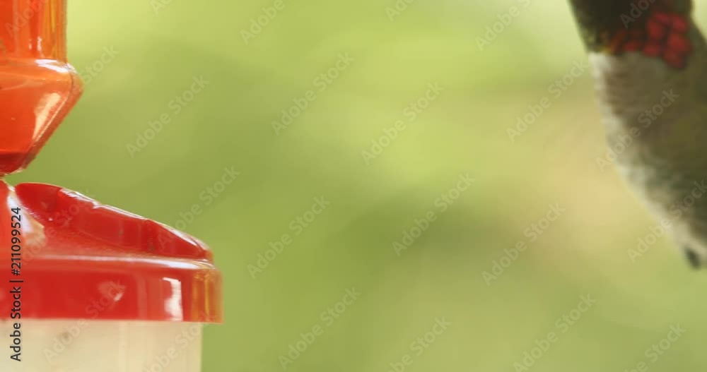 Close up view of an Anna's Hummingbird drinking from a hummingbird feeder Close up view of an Anna's Hummingbird drinking from a hummingbird feeder