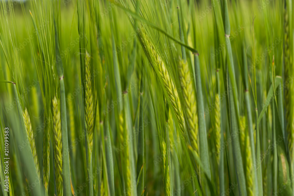 Organic green wheat field in sunny day as early stage of farming plant development. Organic green wheat field in sunny day as early stage of farming plant development.