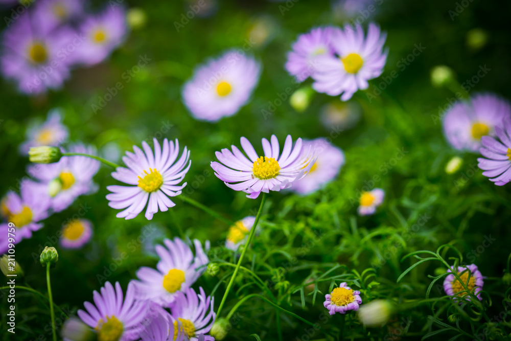 Beautiful flowers in the garden in Singapore. Beautiful flowers in the garden in Singapore.