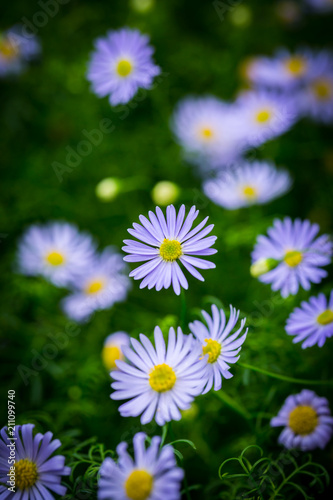 Beautiful flowers in the garden in Singapore.