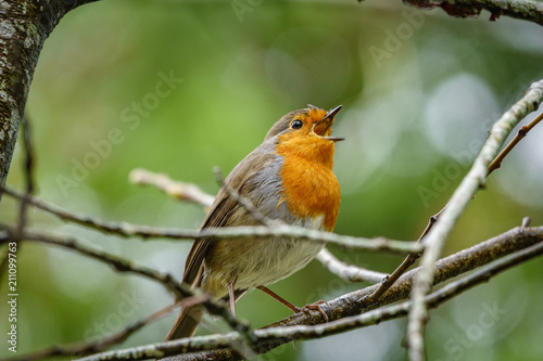 Erithacus rubecula over branch with blurred background