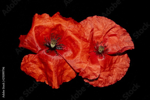 Fototapeta Naklejka Na Ścianę i Meble -  Red Poppies on A Black Background