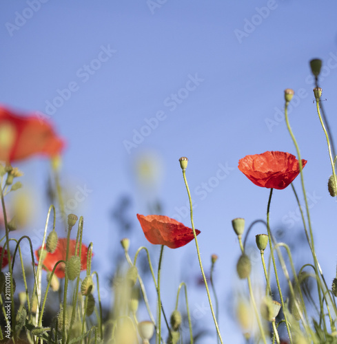 Fototapeta Naklejka Na Ścianę i Meble -  Poppies In A Garden With Blue Sky