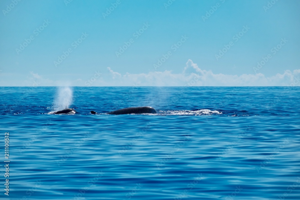 Naklejka premium Northern bottlenose whales surfacing in a calm Atlantic Ocean 