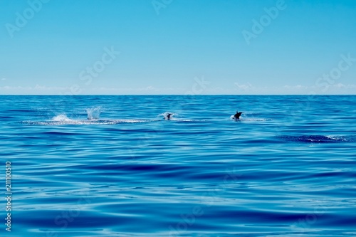 Three striped dolphins skimming across the surface of the ocean 