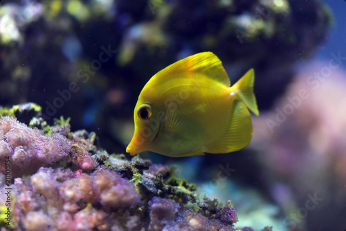 Fototapeta Naklejka Na Ścianę i Meble -  Gelbe Segelflossendoktor (Zebrasoma flavescens), Gelber Segeldoktorfisch oder Hawaii-Doktorfisch