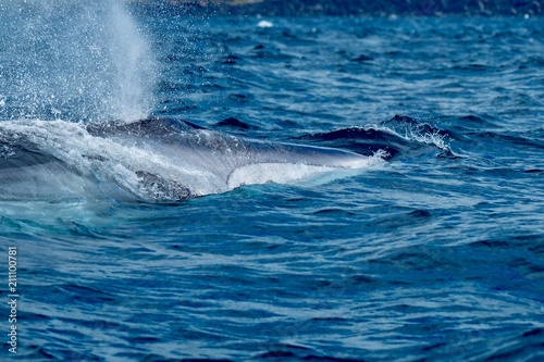 Close up of a fin whale showing its white lower jaw 