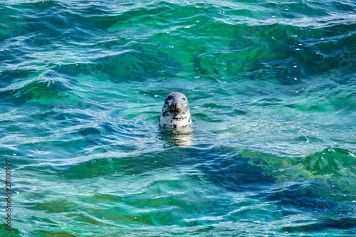 Grey seal in clear waters of the Cornish coast in southwest England 
