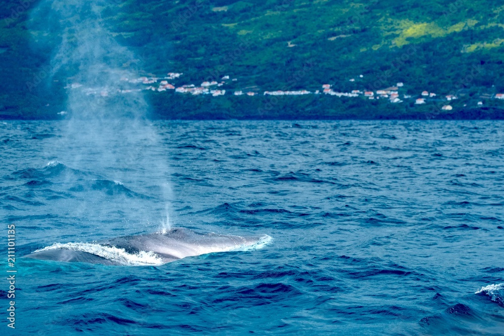 Fin whale surfacing and spouting near the coast of Pico Island Fin whale surfacing and spouting near the coast of Pico Island