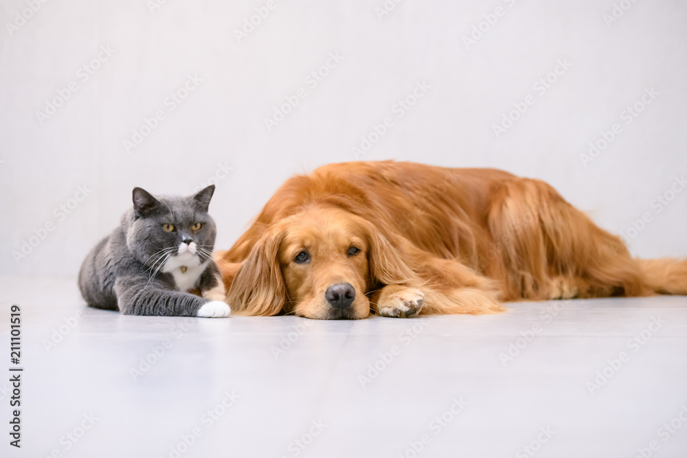 British short hair cat and golden retriever