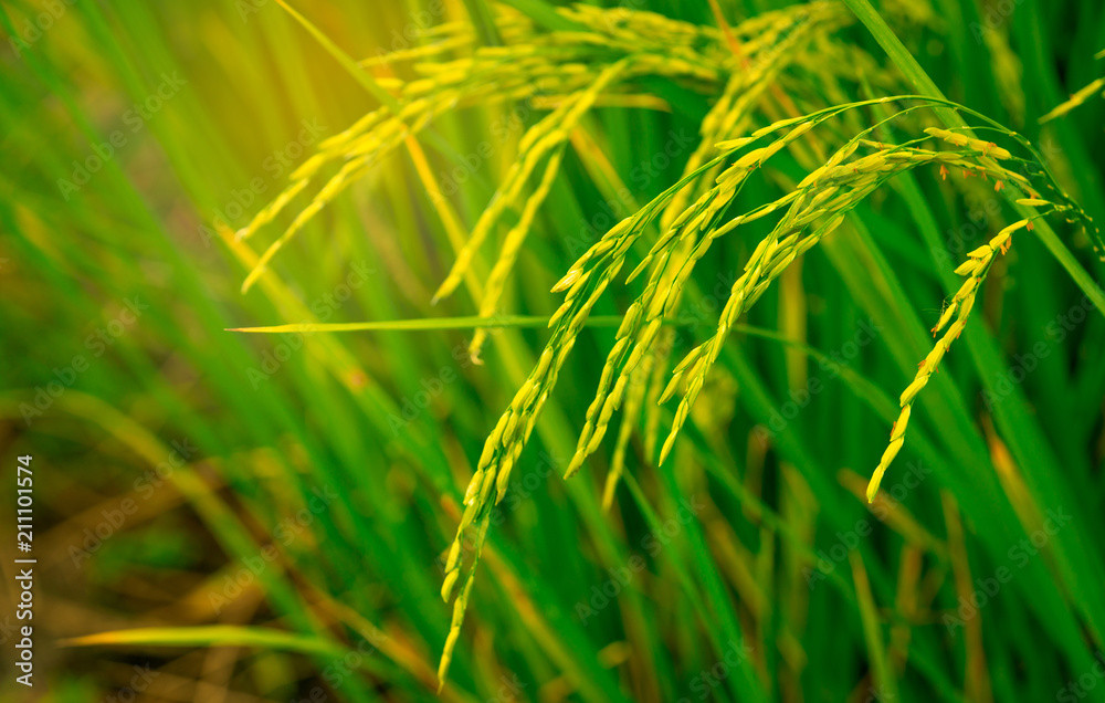 Closeup of rice paddy in rice fields and rice plantation in Thailand. Organic rice farm in Asian. Agriculture background. Main dishes for Thai people. Natural source of carbohydrate. Organic food. Closeup of rice paddy in rice fields and rice plantation in Thailand. Organic rice farm in Asian. Agriculture background. Main dishes for Thai people. Natural source of carbohydrate. Organic food.